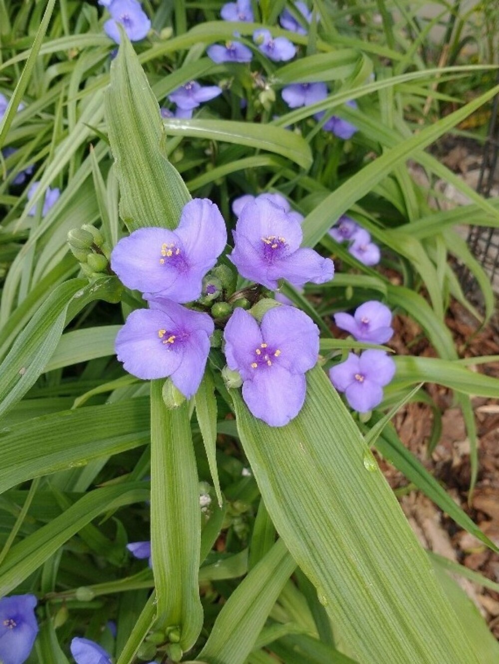 Anna's Key Cover Free Perennial Plant  Roots